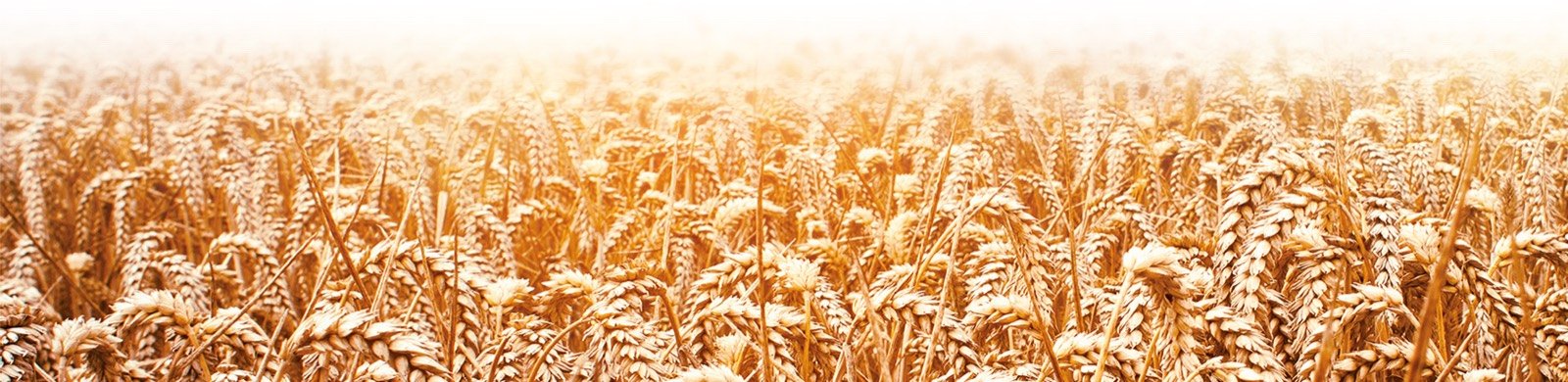 Wheat field at harvest